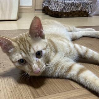 トライアル決定　いつもご機嫌な幸せカギしっぽくん