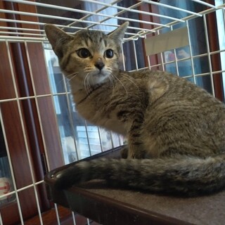 かわいいメス子猫の里親募集！