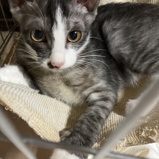 アッシュくん＊