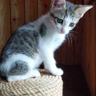 里親さんが決定しました！ありがとうございます！