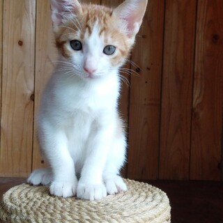 里親さんが決定しました！ありがとうございます！