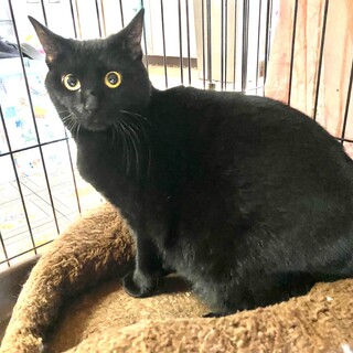 艶やかな黒猫の可愛いマキマキちゃん