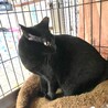 艶やかな黒猫の可愛いマキマキちゃん サムネイル2