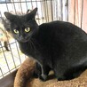 艶やかな黒猫の可愛いマキマキちゃん サムネイル3