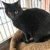 艶やかな黒猫の可愛いマキマキちゃん サムネイル4