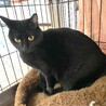 艶やかな黒猫の可愛いマキマキちゃん サムネイル5