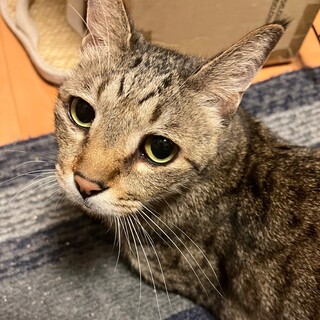 飼い主がいなくなった人懐っこいトラちゃん