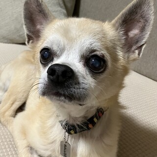 ツンデレな所が魅力的なスムースチワワの男の子