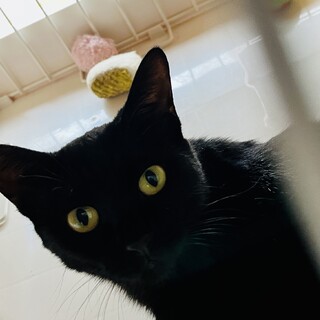 大至急　とっても人馴れして甘えん坊の黒猫ちゃん