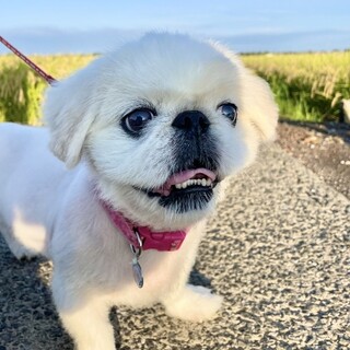 目がパッチリ、愛らしい性格のペキニーズ君です！