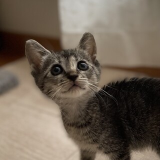 愛らしいキジサビ　ミナミちゃん家族募集