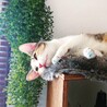 あかしくん