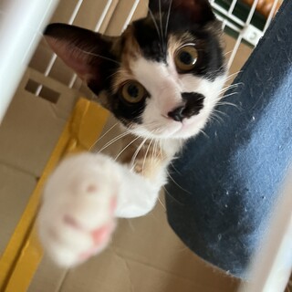 元気いっぱいに遊び回るよ！やんちゃな2ヶ月の女の子