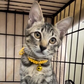 ☆なれなれ美猫キジトラ女子❤ジャスミン