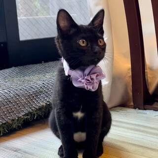 （陽性）抱っこも添い寝も好きな超甘えん坊黒子猫♀