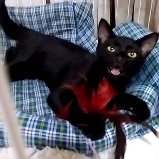黒猫の子猫