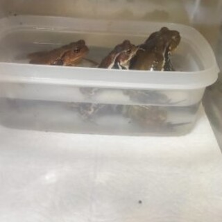 アズマヒキガエル三匹一緒に