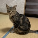アメショ柄の美猫、性格も華丸です