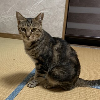 アメショ柄の美猫、性格も華丸です