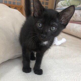 かわいい黒猫【にぃくん】