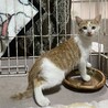 子猫、1.5ヵ月白茶ちゃんです、 サムネイル2