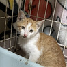子猫、1.5ヵ月白茶ちゃんです、 サムネイル3