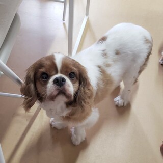 キャバリア　男の子　そらくん