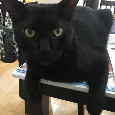 わざわざプリントとドリルの上のって、何かを訴える顔。
