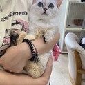 ミヌエット