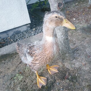 2022年7月20日生まれのアヒルの里親募集中！