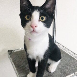兄弟とはぐれ1匹で保護(4か月♂)