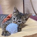  MIXちびちゃん♪