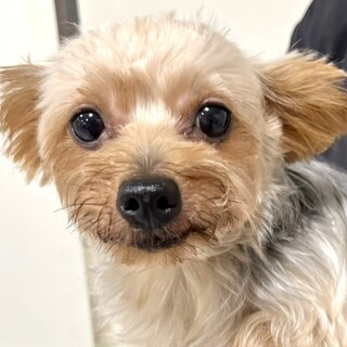 ヨークシャーテリア女の子