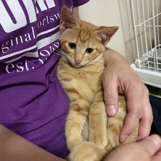 先住犬のおられる方、猫初心者の方に。ゴロすり茶トラ