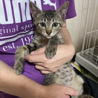 犬を飼っている方、猫初心者の方向け人なれ抜群子猫