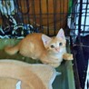 希少✿チャトラの女の子（子猫） サムネイル2