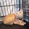 希少✿チャトラの女の子（子猫） サムネイル3