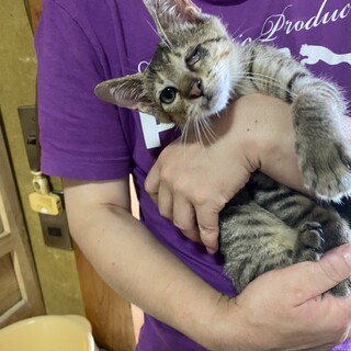 片目ハンディありでも人べったりの可愛いキジトラ子猫