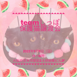 teamしっぽ譲渡会@大阪府茨木市