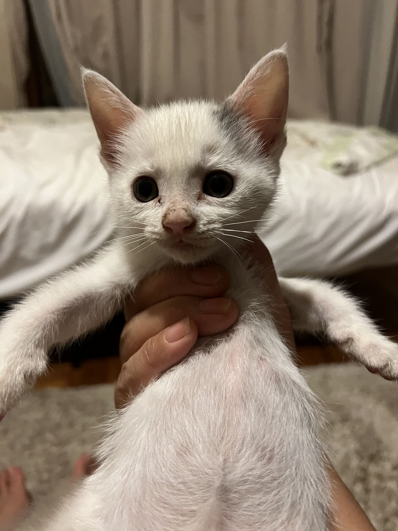 雑種 生後2ヶ月 子ネコ 千葉県 猫の里親募集 40 ペットのおうち 月間利用者150万人