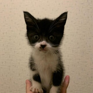 ハチワレ女の子！生後約2ヶ月！おてんばさん♡