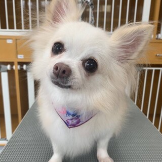 甘えん坊のチワワのナッツちゃん