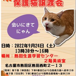 保護猫譲渡会