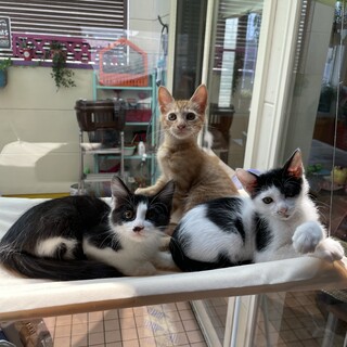 ★募集終了★あいつこいつそいつ