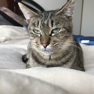 一歳　♀ 瞳の綺麗なキジトラちゃん