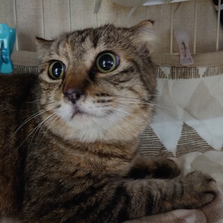 顔スリムなスコティッシュ風麦わらちゃん