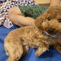トイプードル♂ペコ