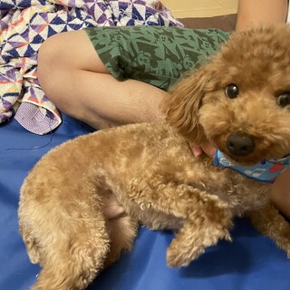 トイプードル♂ペコ