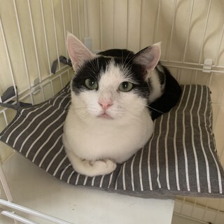 牛柄 ハチワレ チップくん 穏やか 