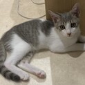 9/18譲渡会参加 人懐こいグレー白の男の子猫